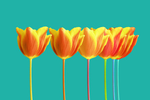 6Tulips