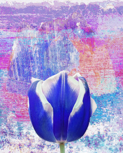 BlueTulip